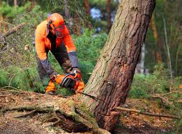 Best Tree Removal Service  in USA